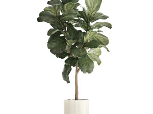 Beautiful Ficus lyrata trees in flowerpots 1269 3D Model