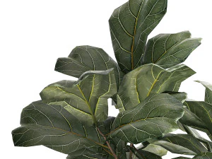 Beautiful Ficus lyrata trees in flowerpots 1269 3D Model