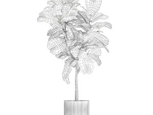 Beautiful Ficus lyrata trees in flowerpots 1269 3D Model