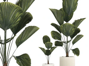 Linda palmeira licuala em vasos de flores para decora&ccedil;&atilde;o 1270 Modelo 3D