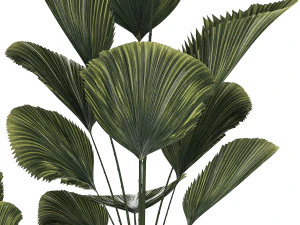 Linda palmeira licuala em vasos de flores para decora&ccedil;&atilde;o 1270 Modelo 3D