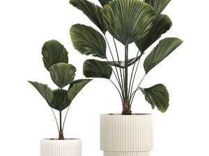 Beautiful licuala palm tree in flower pots for decoration 1270 Modèle 3D