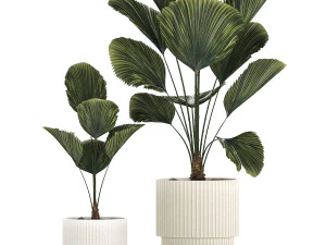 Linda palmeira licuala em vasos de flores para decora&ccedil;&atilde;o 1270 Modelo 3D