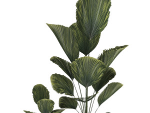 Beautiful licuala palm tree in flower pots for decoration 1270 Modèle 3D