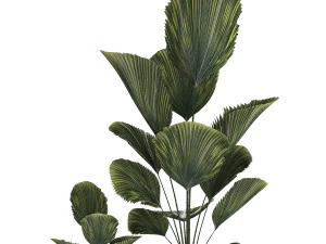 Linda palmeira licuala em vasos de flores para decora&ccedil;&atilde;o 1270 Modelo 3D