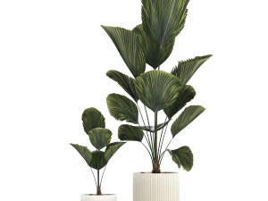 Linda palmeira licuala em vasos de flores para decora&ccedil;&atilde;o 1270 Modelo 3D