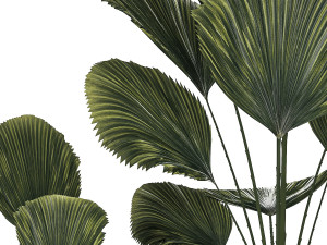 Beautiful licuala palm tree in flower pots for decoration 1270 Modèle 3D