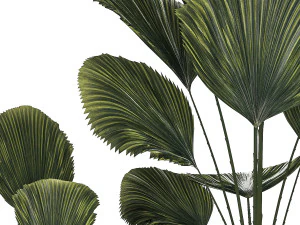 Linda palmeira licuala em vasos de flores para decora&ccedil;&atilde;o 1270 Modelo 3D