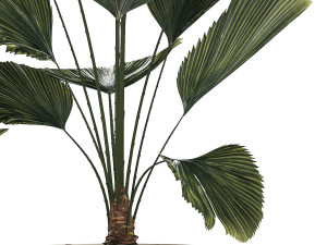 Beautiful licuala palm tree in flower pots for decoration 1270 Modèle 3D