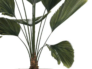 Linda palmeira licuala em vasos de flores para decora&ccedil;&atilde;o 1270 Modelo 3D