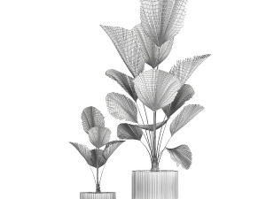 Beautiful licuala palm tree in flower pots for decoration 1270 Modèle 3D