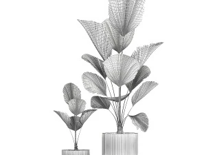 Linda palmeira licuala em vasos de flores para decora&ccedil;&atilde;o 1270 Modelo 3D