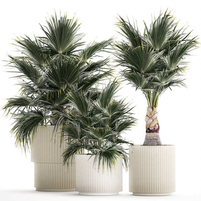 Beautiful fan palms in flower vases for decoration 1271 Modelo 3D .c4d .max .obj .3ds .fbx .stl .blend 