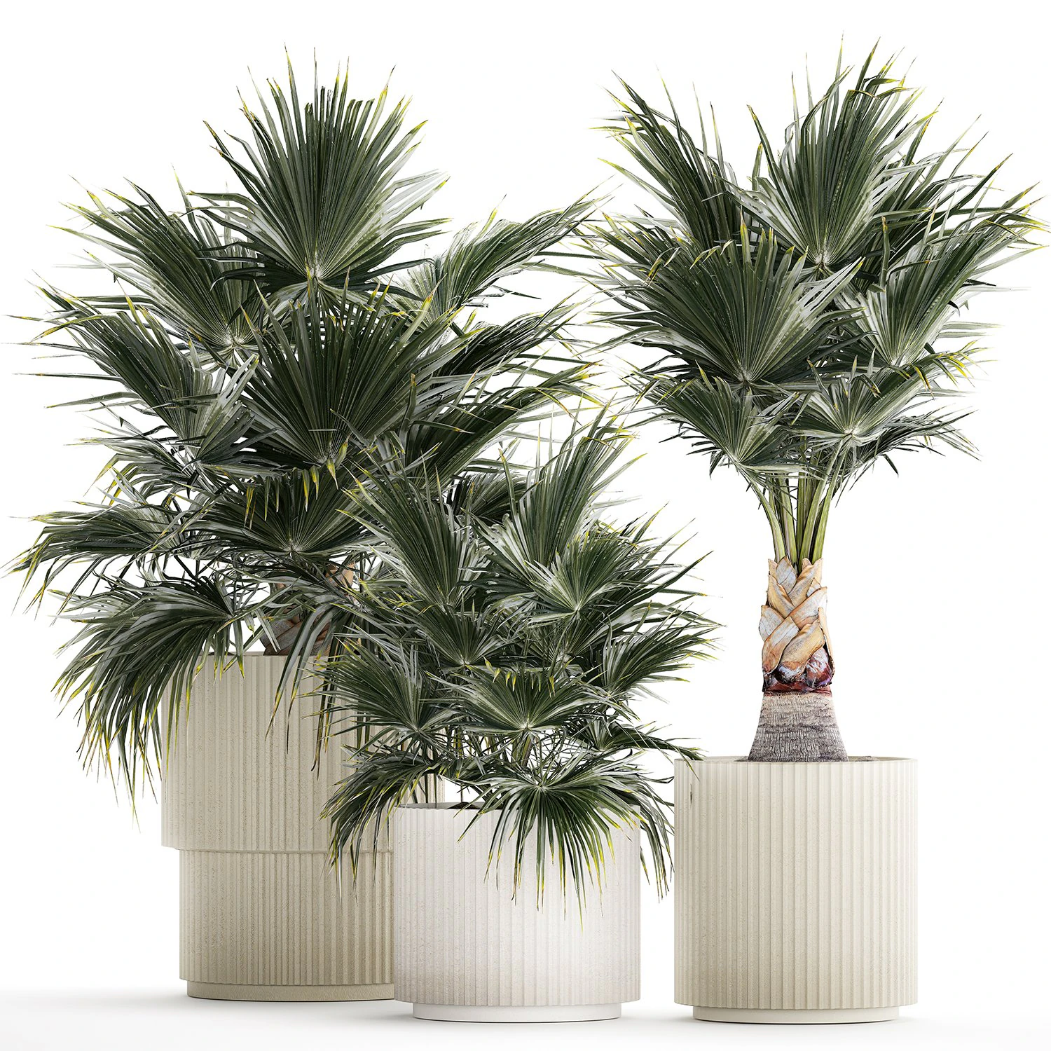 Beautiful fan palms in flower vases for decoration 1271 3D Model .c4d .max .obj .3ds .fbx .stl .blend 