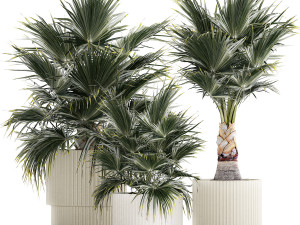 Beautiful fan palms in flower vases for decoration 1271 3D Model