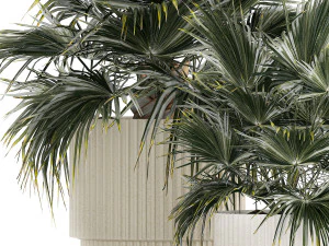 Beautiful fan palms in flower vases for decoration 1271 3D Model