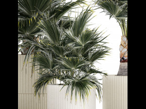 Beautiful fan palms in flower vases for decoration 1271 Modelo 3D