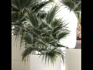 Beautiful fan palms in flower vases for decoration 1271 3D Model