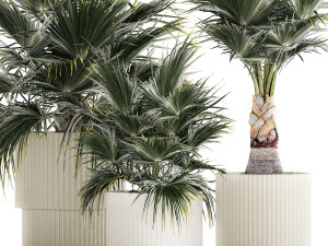 Beautiful fan palms in flower vases for decoration 1271 Modelo 3D