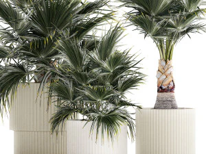 Beautiful fan palms in flower vases for decoration 1271 3D Model