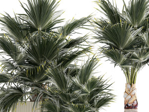 Beautiful fan palms in flower vases for decoration 1271 Modelo 3D