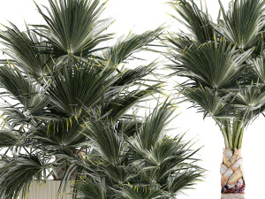 Beautiful fan palms in flower vases for decoration 1271 3D Model