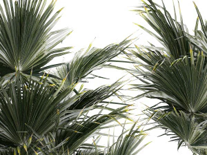 Beautiful fan palms in flower vases for decoration 1271 3D Model