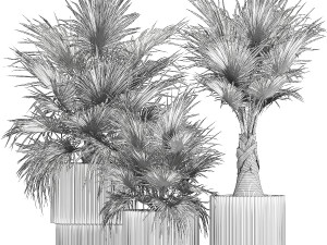 Beautiful fan palms in flower vases for decoration 1271 Modelo 3D