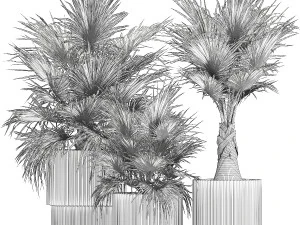 Beautiful fan palms in flower vases for decoration 1271 3D Model
