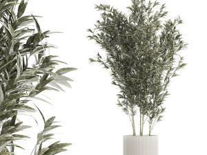 Beautiful Bamboo bush in flowerpots for decoration 1272 3D Model