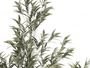 Beautiful Bamboo bush in flowerpots for decoration 1272 3D Model