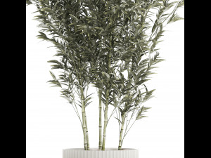 Beautiful Bamboo bush in flowerpots for decoration 1272 3D Model
