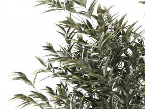 Beautiful Bamboo bush in flowerpots for decoration 1272 3D Model