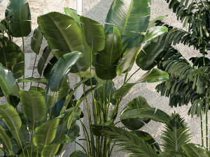 Garden of exotic and tropical palm plants 1273 Modelo 3D
