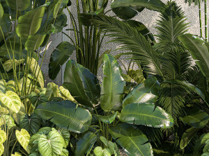Garden of exotic and tropical palm plants 1273 Modelo 3D