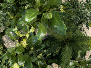 Garden of exotic and tropical palm plants 1273 Modelo 3D