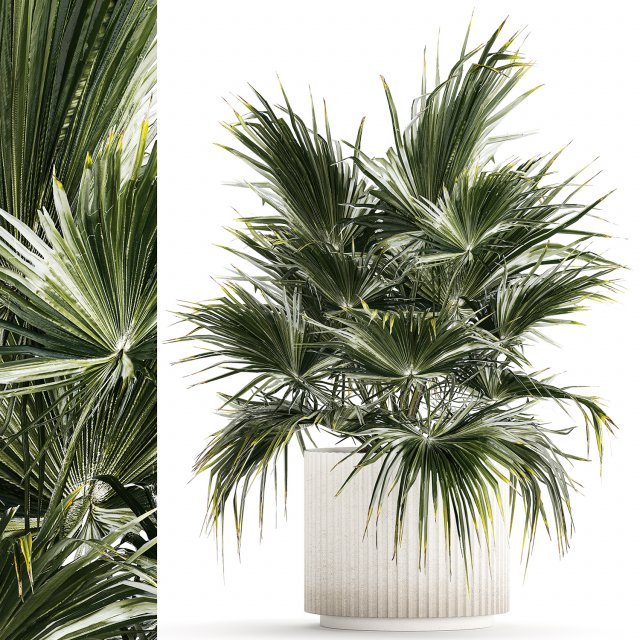Beautiful Fan Palm In A Flower Pot For Decoration 1274 3D Model .c4d .max .obj .3ds .fbx .lwo .lw .lws