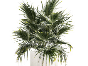 Beautiful Fan Palm In A Flower Pot For Decoration 1274 Modelo 3D
