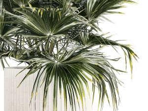 Beautiful Fan Palm In A Flower Pot For Decoration 1274 Modelo 3D