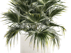 Beautiful Fan Palm In A Flower Pot For Decoration 1274 Modelo 3D