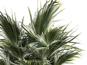Beautiful Fan Palm In A Flower Pot For Decoration 1274 Modelo 3D