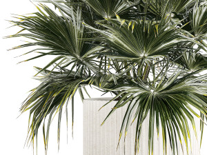 Beautiful Fan Palm In A Flower Pot For Decoration 1274 Modelo 3D
