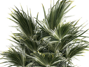 Beautiful Fan Palm In A Flower Pot For Decoration 1274 Modelo 3D