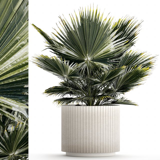 Beautiful fan palm for decoration in a flower pot 1275 3D Model .c4d .max .obj .3ds .fbx .lwo .lw .lws