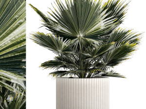 Beautiful fan palm for decoration in a flower pot 1275 3D मॉडल