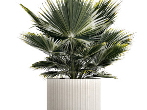 Beautiful fan palm for decoration in a flower pot 1275 3D 模型