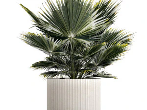 Beautiful fan palm for decoration in a flower pot 1275 3D Model