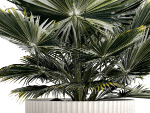 Beautiful fan palm for decoration in a flower pot 1275 3D 模型