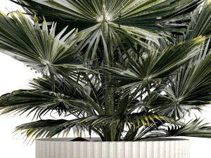 Beautiful fan palm for decoration in a flower pot 1275 3D Model