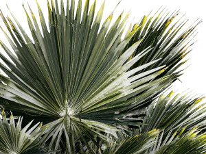 Beautiful fan palm for decoration in a flower pot 1275 3D Model